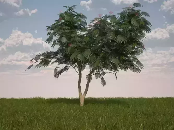 Albizia julibrissin Persian silk tree pink silk tree