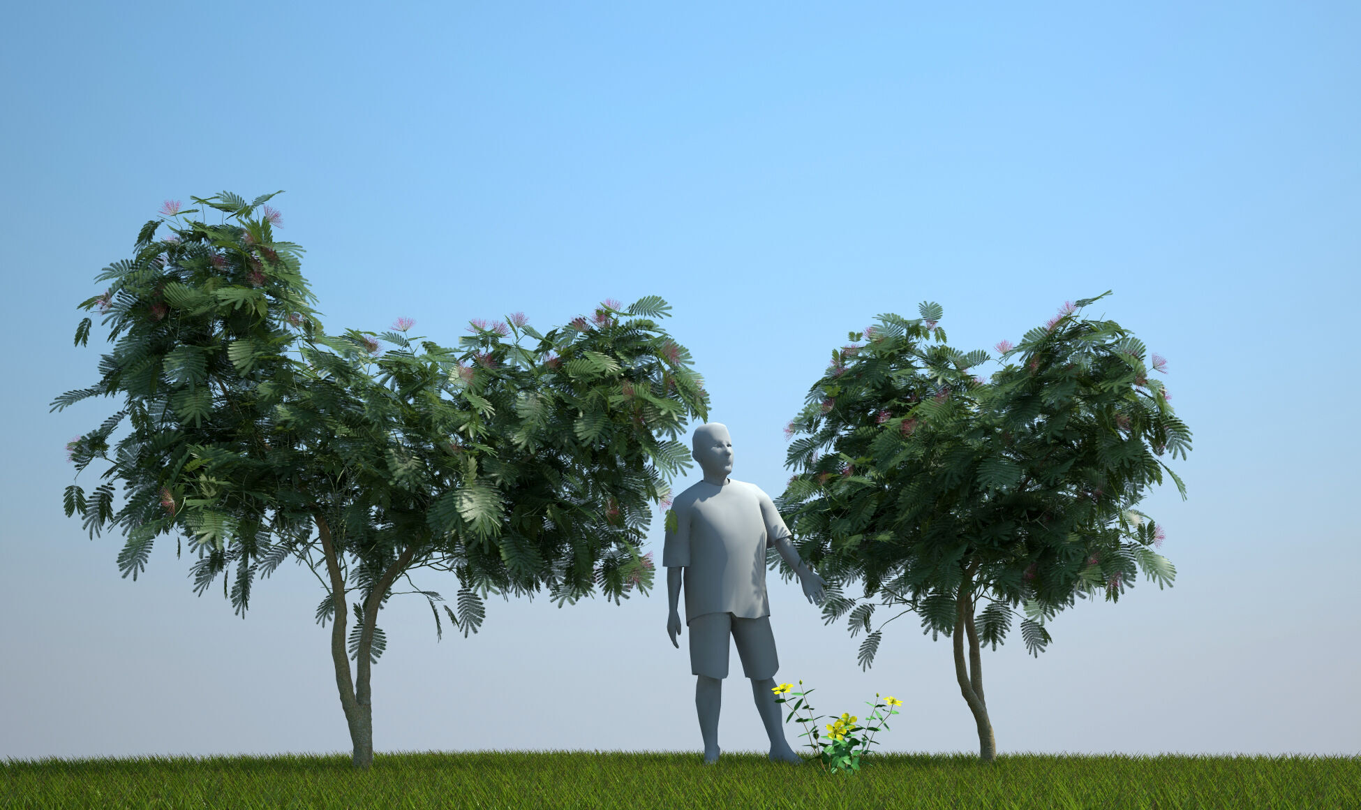 Albizia julibrissin Persian silk tree pink silk tree 3D model_7