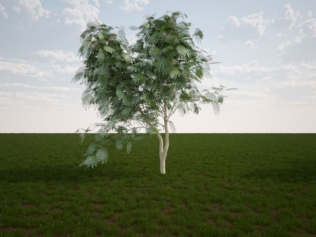 Albizia julibrissin Persian silk tree pink silk tree 3D model_3