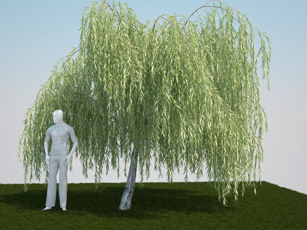 Salix babylonica Babylon willow Weeping willow 3D model_1