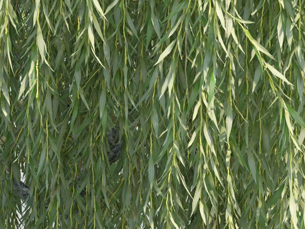 Salix babylonica Babylon willow Weeping willow 3D model_2