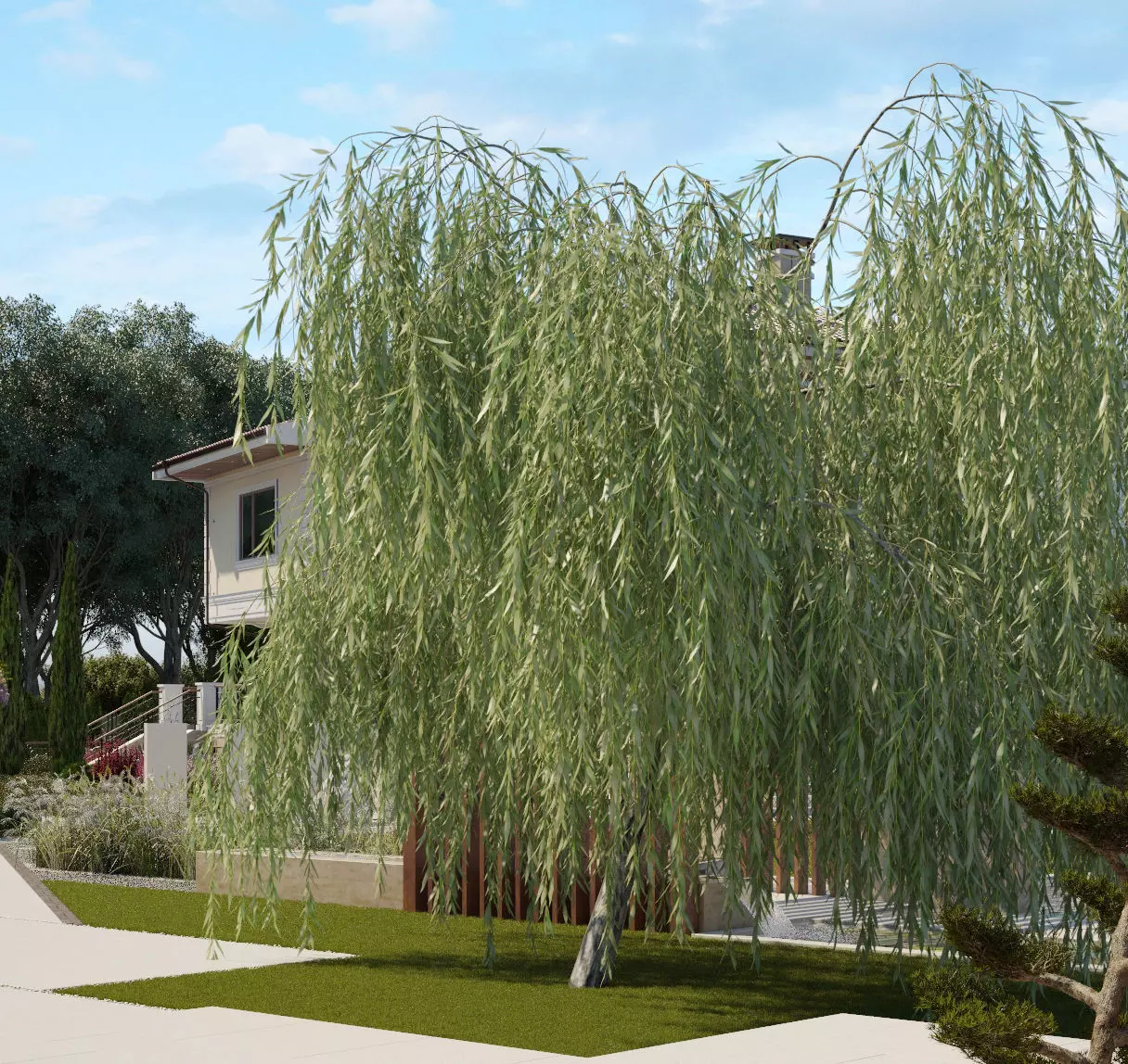 Salix babylonica Babylon willow Weeping willow 3D model_0