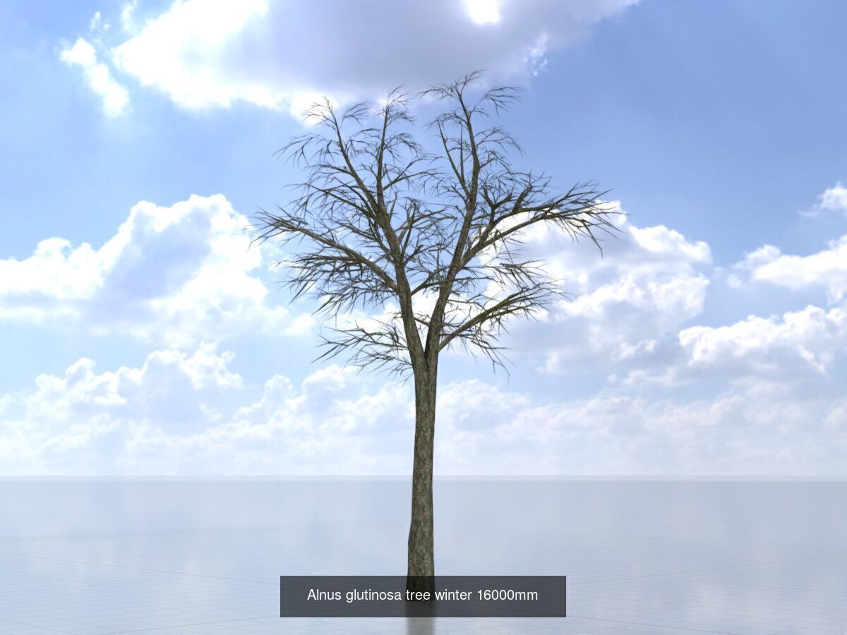 Alnus glutinosa tree winter Package 3D Model Collection_12