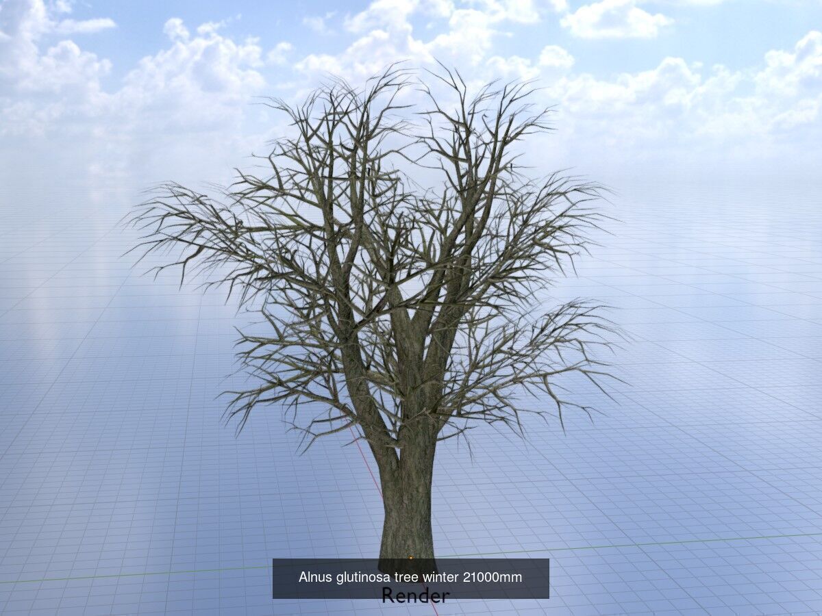 Alnus glutinosa tree winter Package 3D Model Collection_13