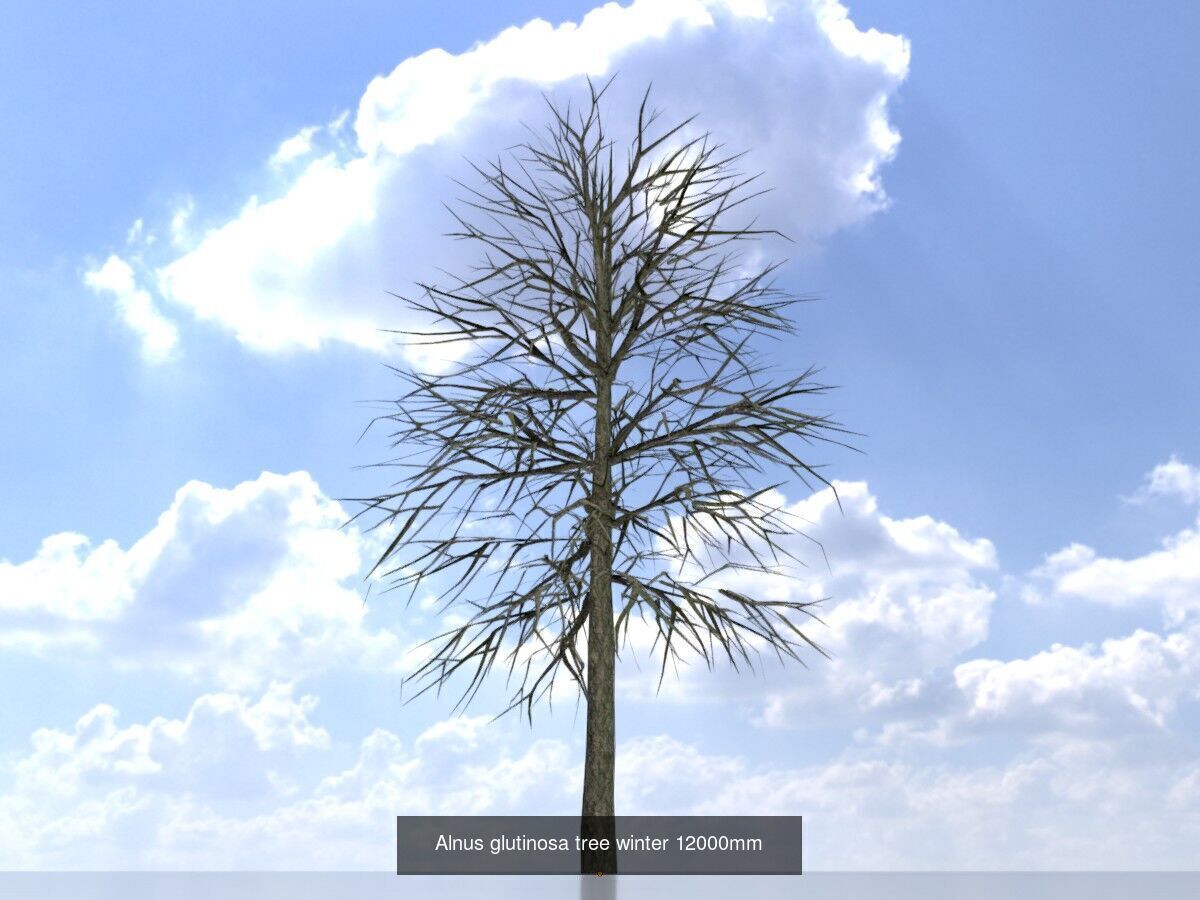 Alnus glutinosa tree winter Package 3D Model Collection_11