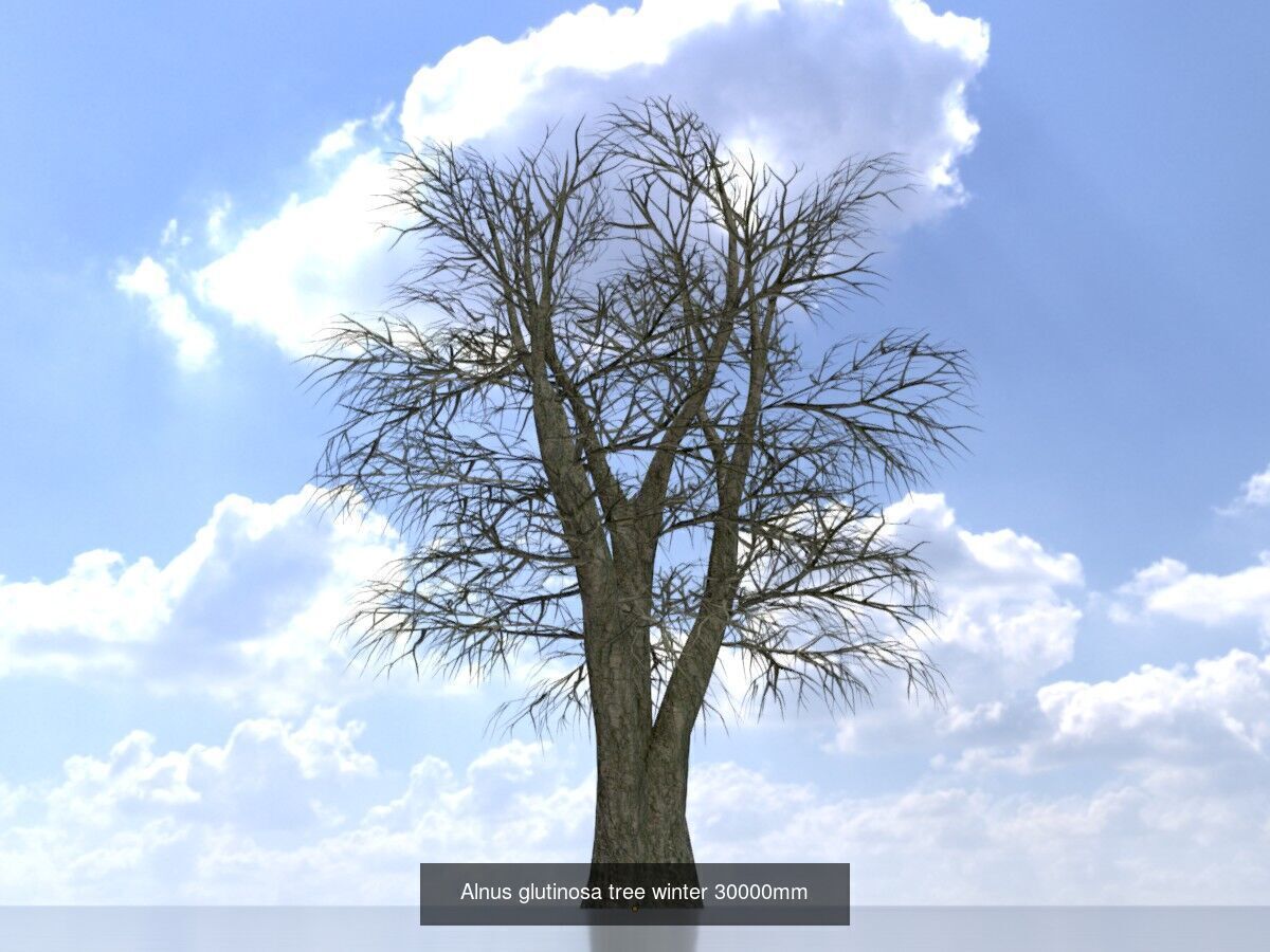Alnus glutinosa tree winter Package 3D Model Collection_14