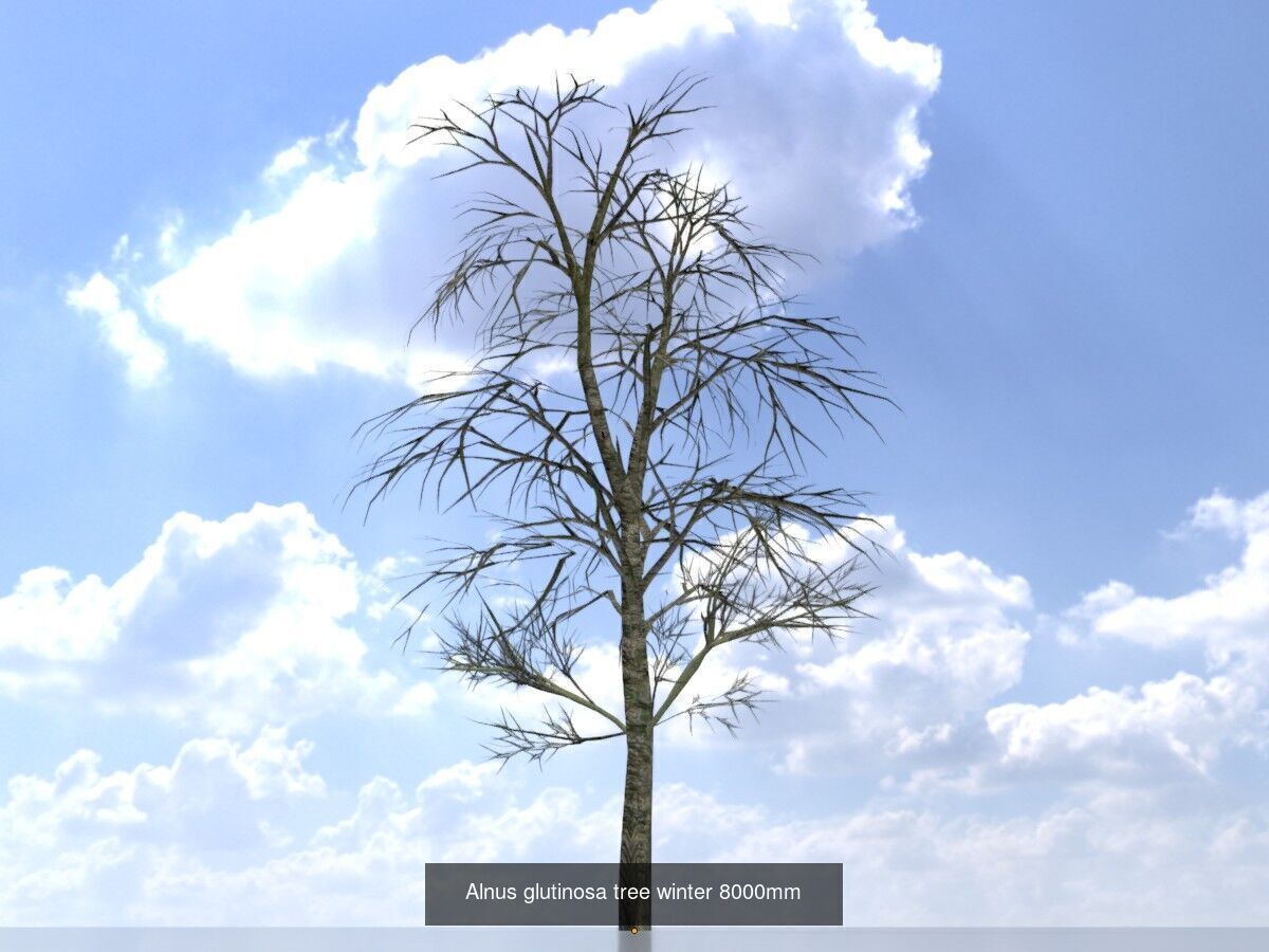 Alnus glutinosa tree winter Package 3D Model Collection_10