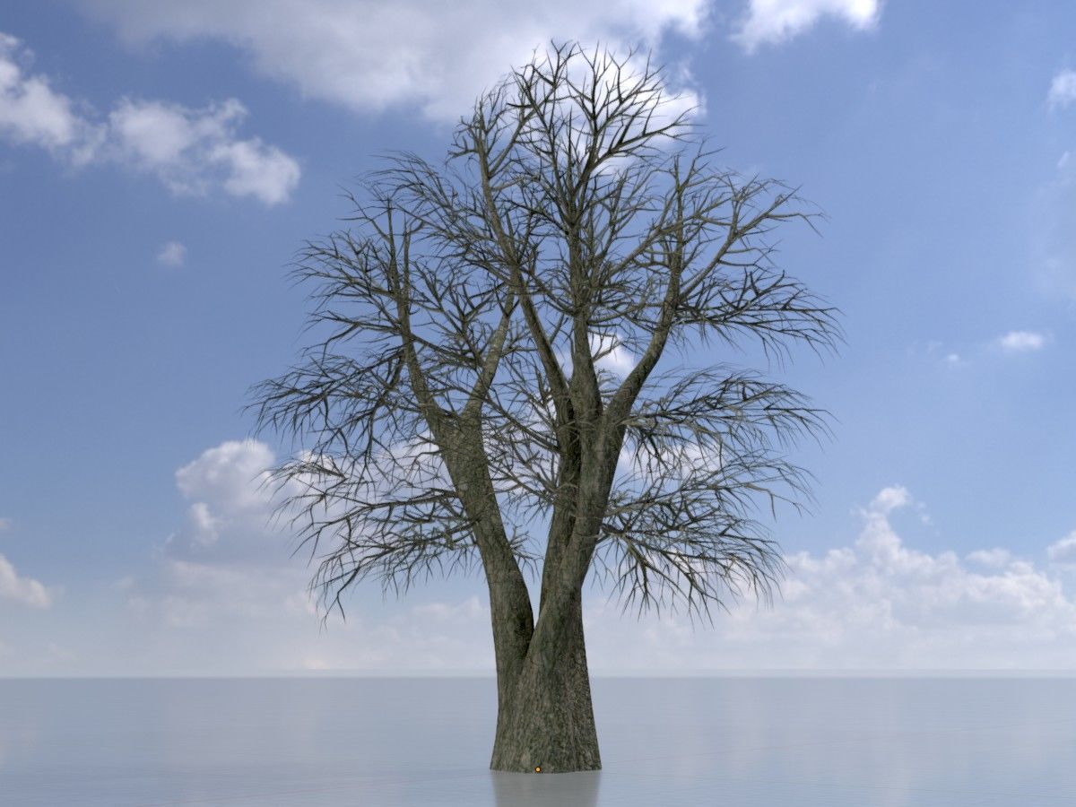 Alnus glutinosa tree winter Package 3D Model Collection_26