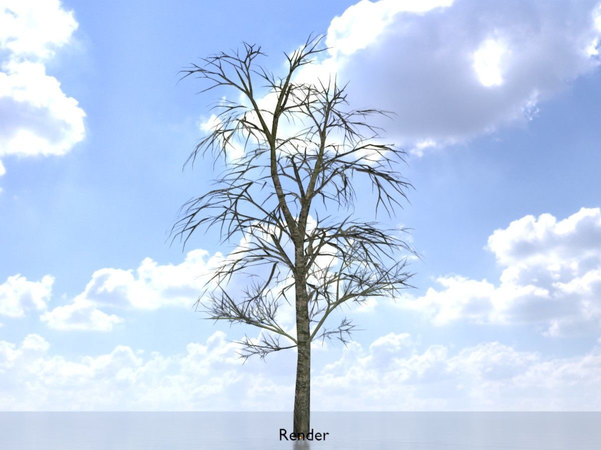 Alnus glutinosa tree winter Package 3D Model Collection_63