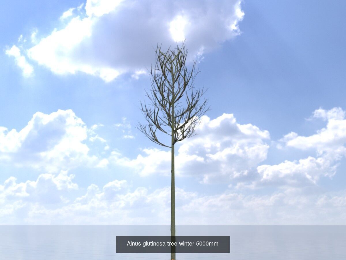 Alnus glutinosa tree winter Package 3D Model Collection_9