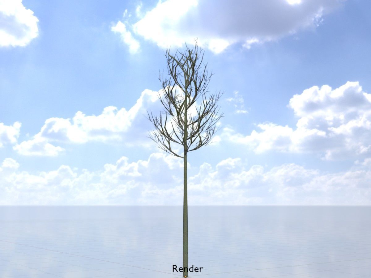 Alnus glutinosa tree winter Package 3D Model Collection_62