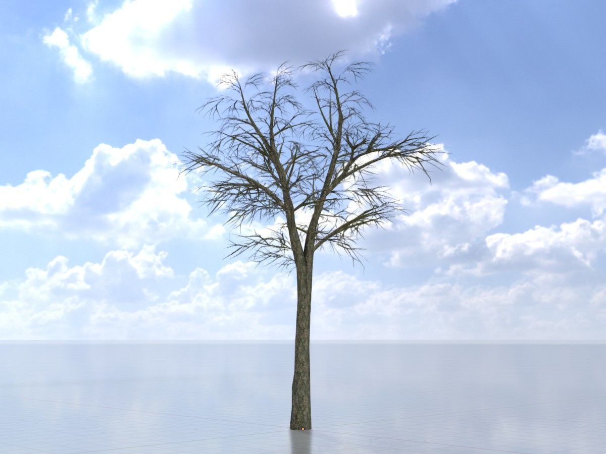 Alnus glutinosa tree winter Package 3D Model Collection_16