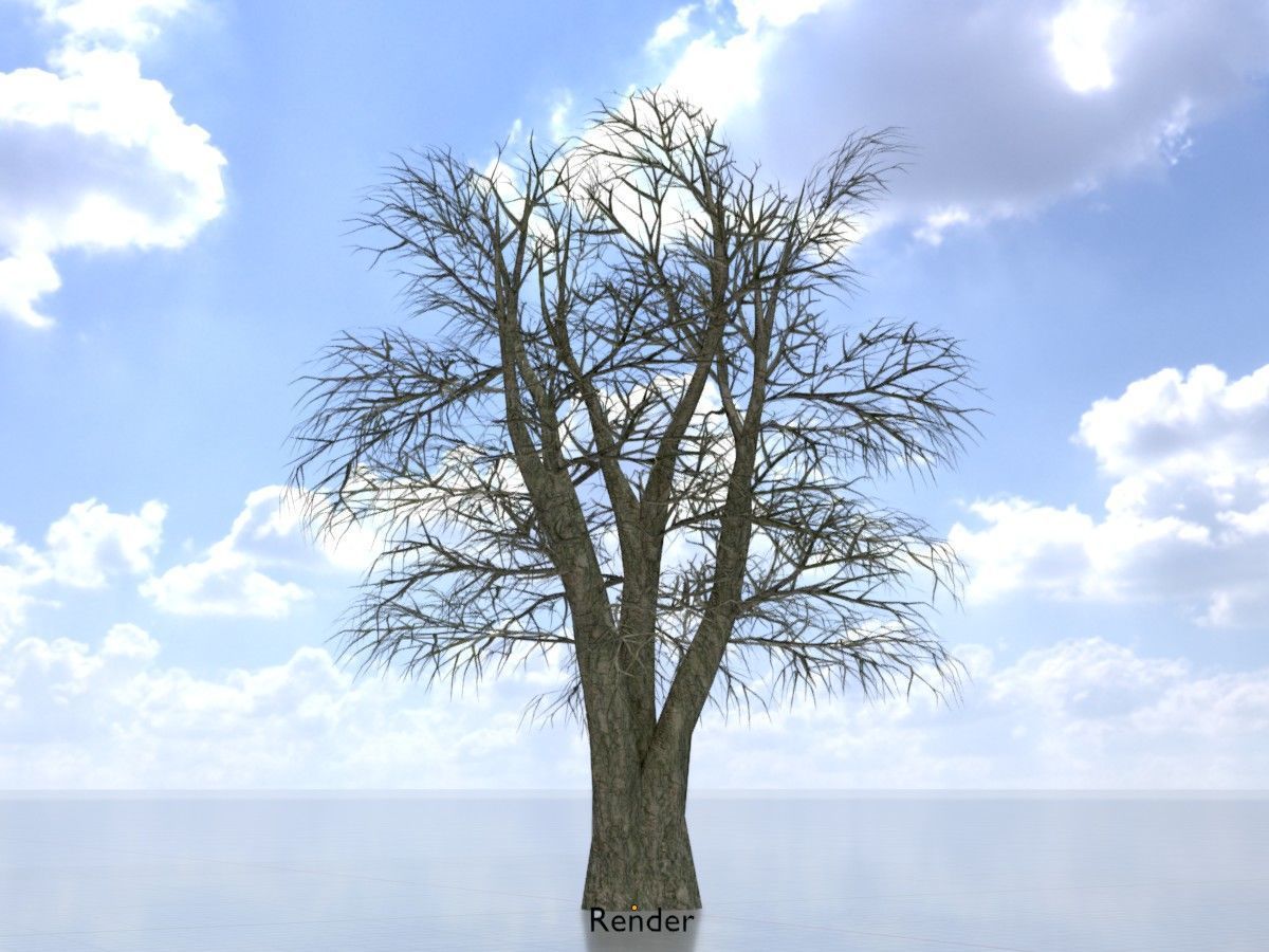 Alnus glutinosa tree winter Package 3D Model Collection_61