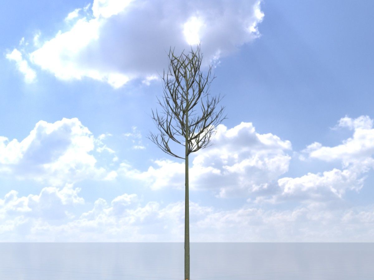 Alnus glutinosa tree winter Package 3D Model Collection_20