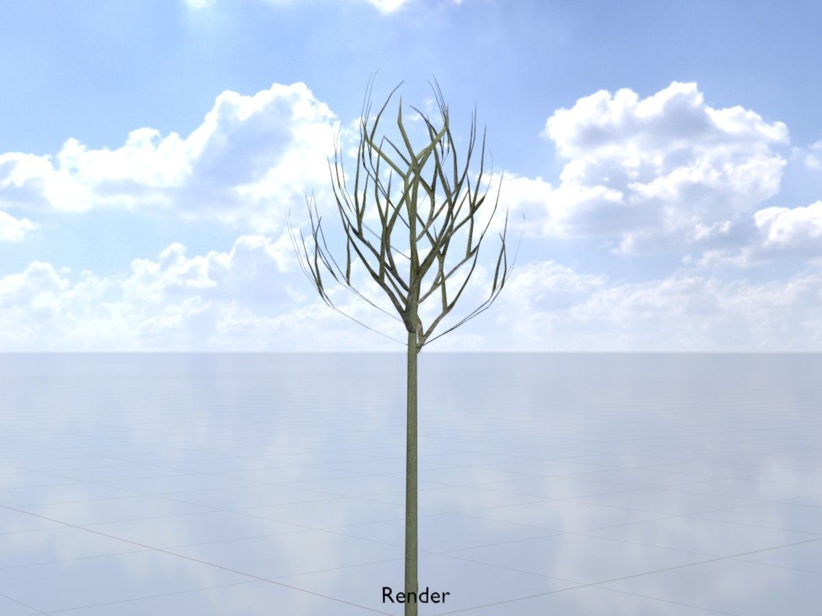 Alnus glutinosa tree winter Package 3D Model Collection_59