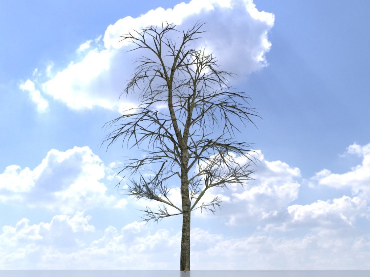 Alnus glutinosa tree winter Package 3D Model Collection_21