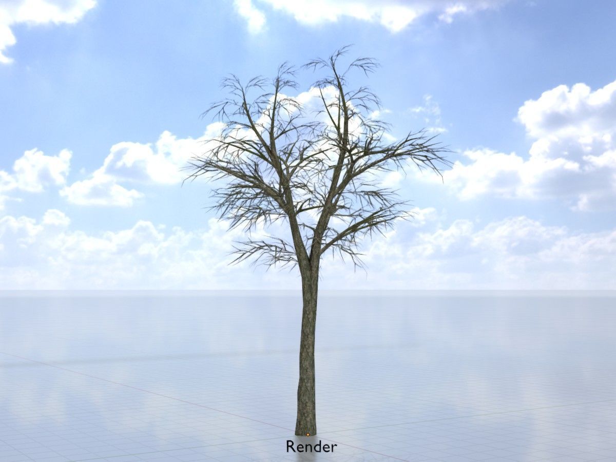 Alnus glutinosa tree winter Package 3D Model Collection_58