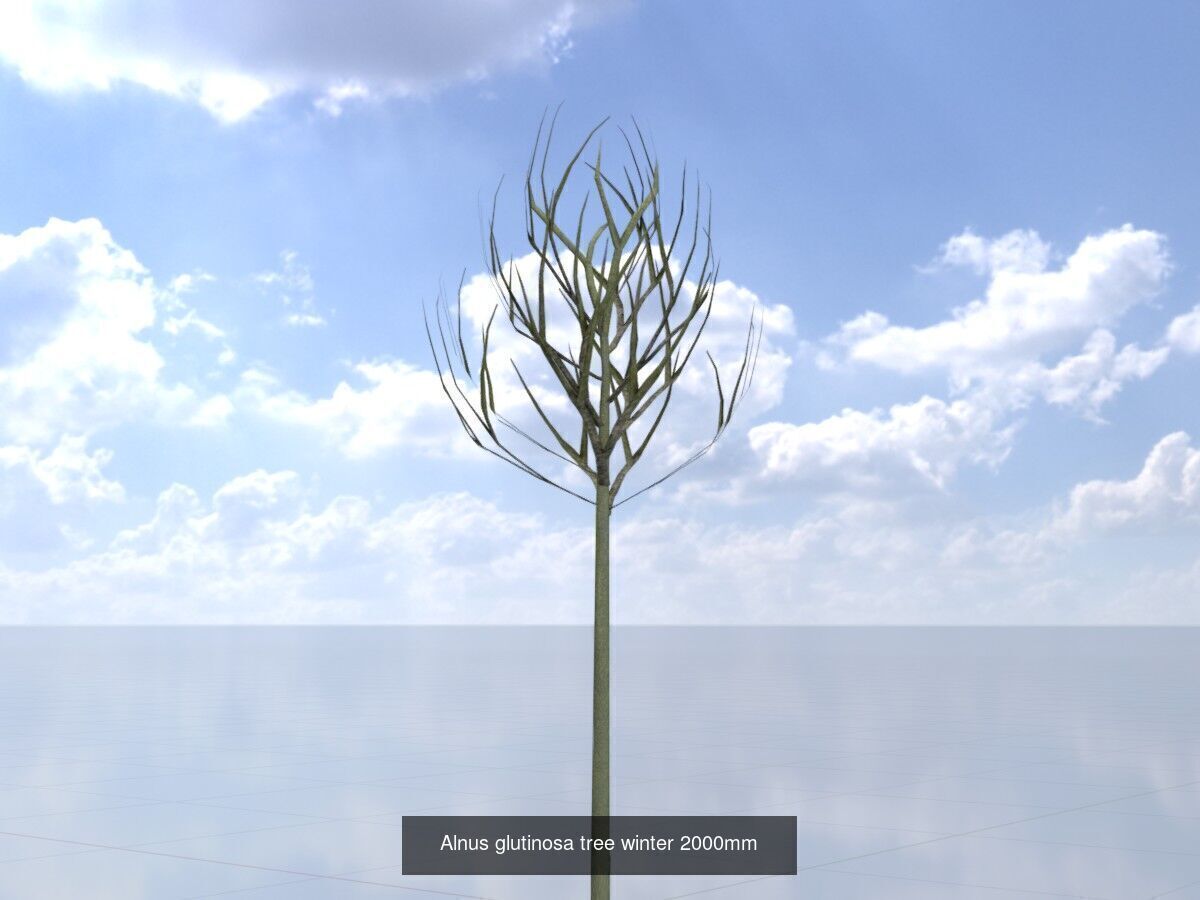 Alnus glutinosa tree winter Package 3D Model Collection_8