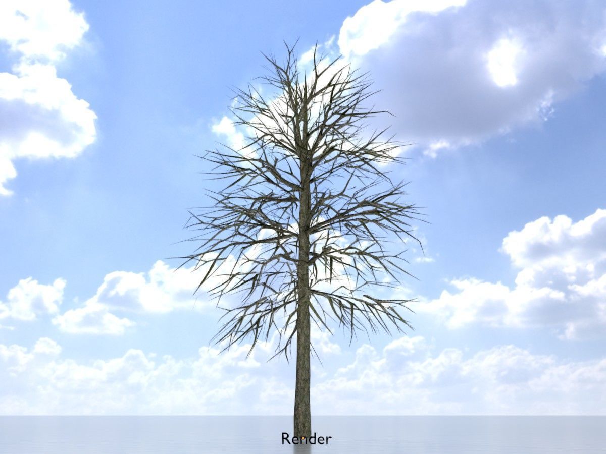 Alnus glutinosa tree winter Package 3D Model Collection_57