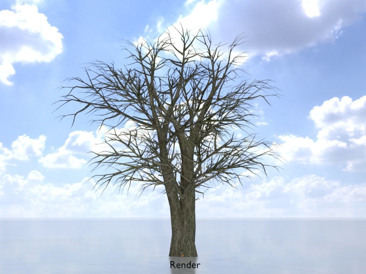 Alnus glutinosa tree winter Package 3D Model Collection_60