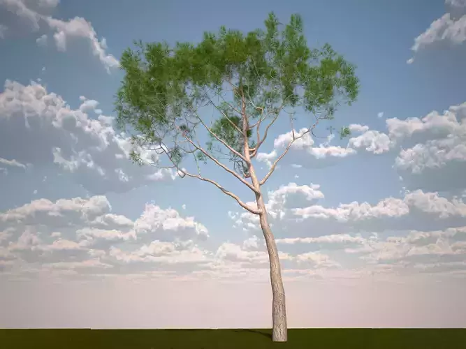 Pinus Pinea  stone pine