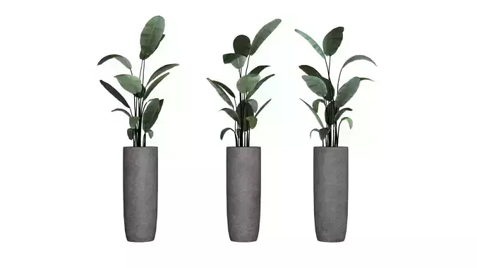 indoor ficus in a concrete pot