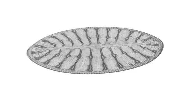 Oval Diatom