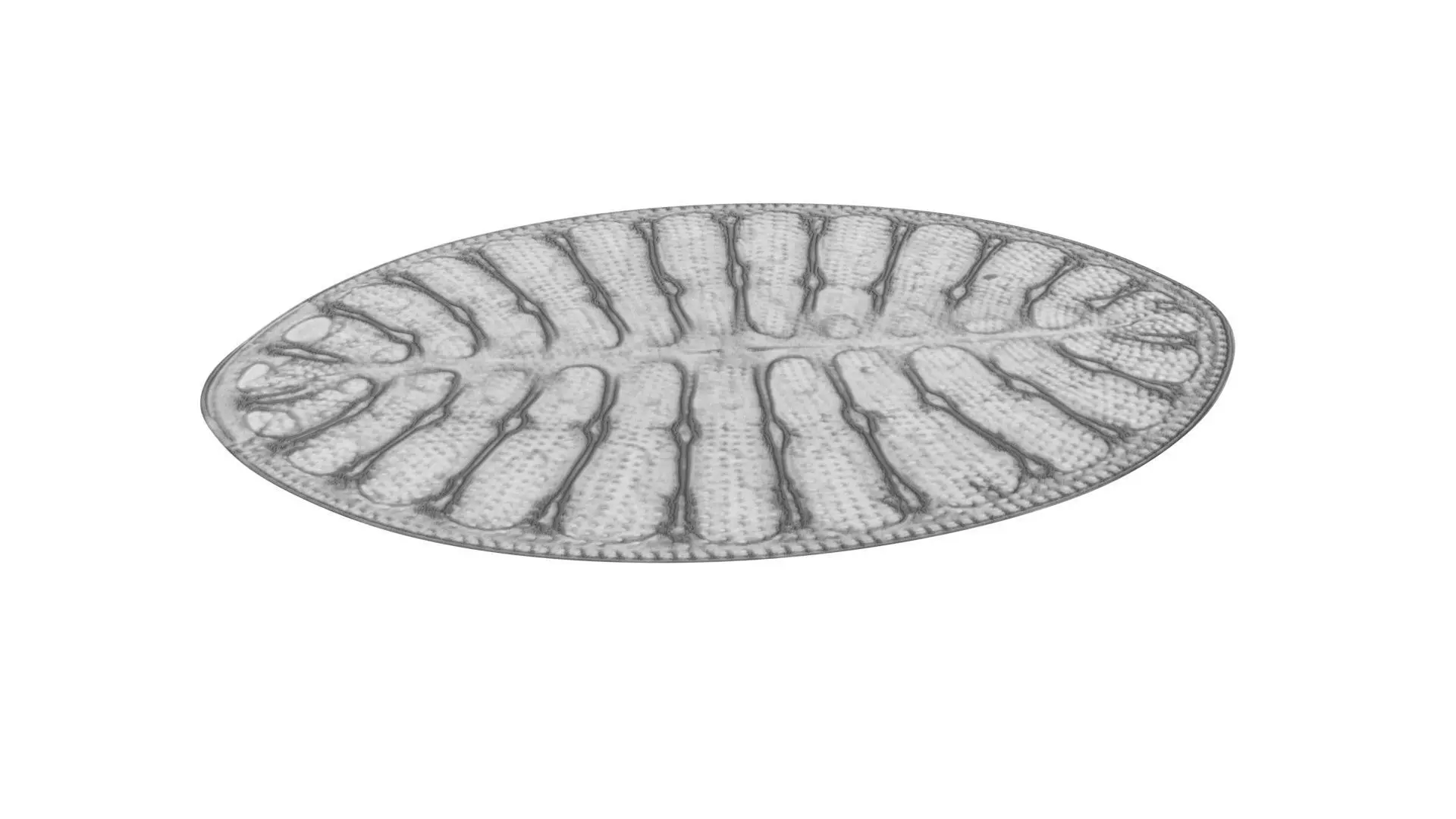 Oval Diatom 3D model_0