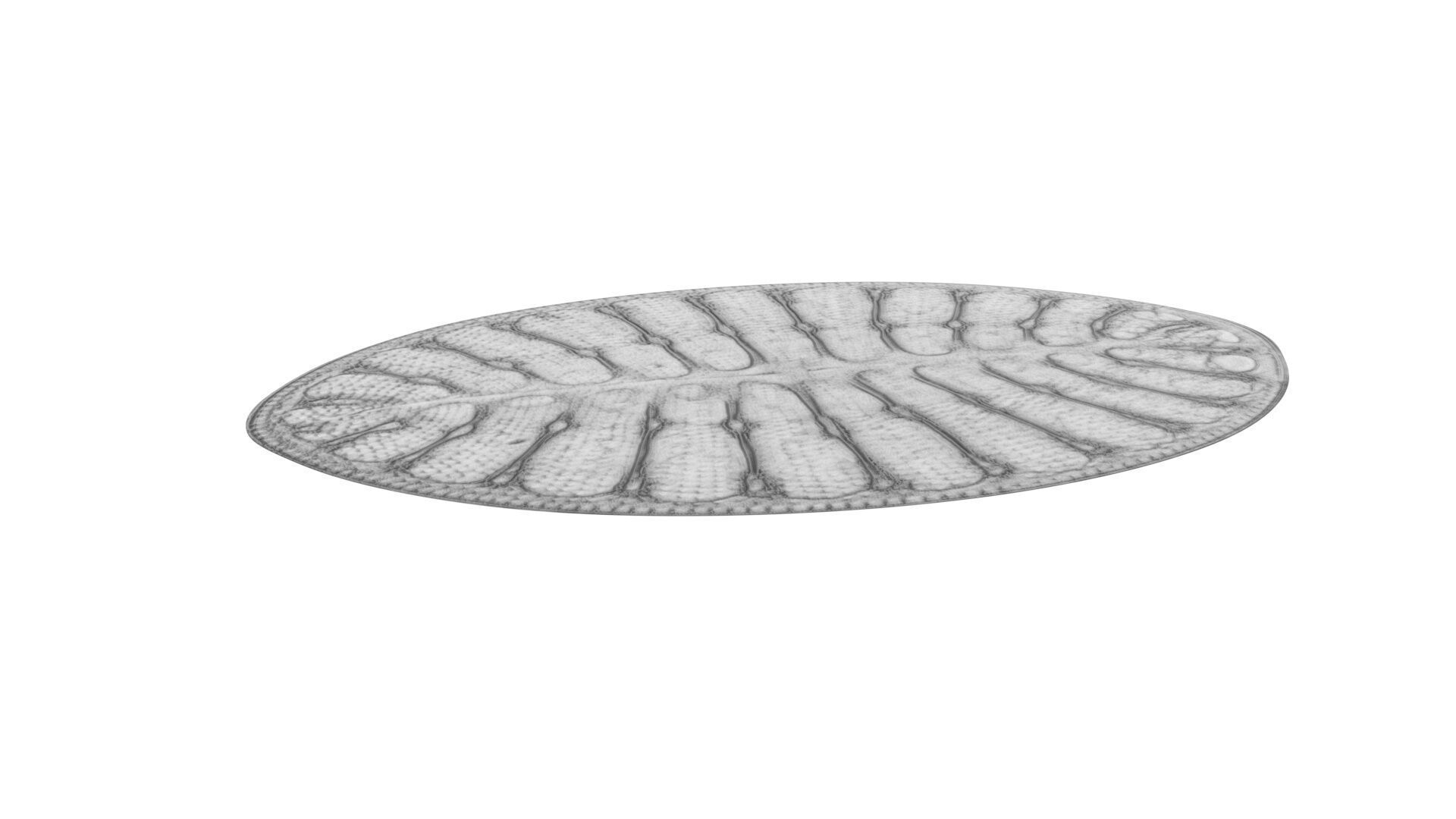 Oval Diatom 3D model_2