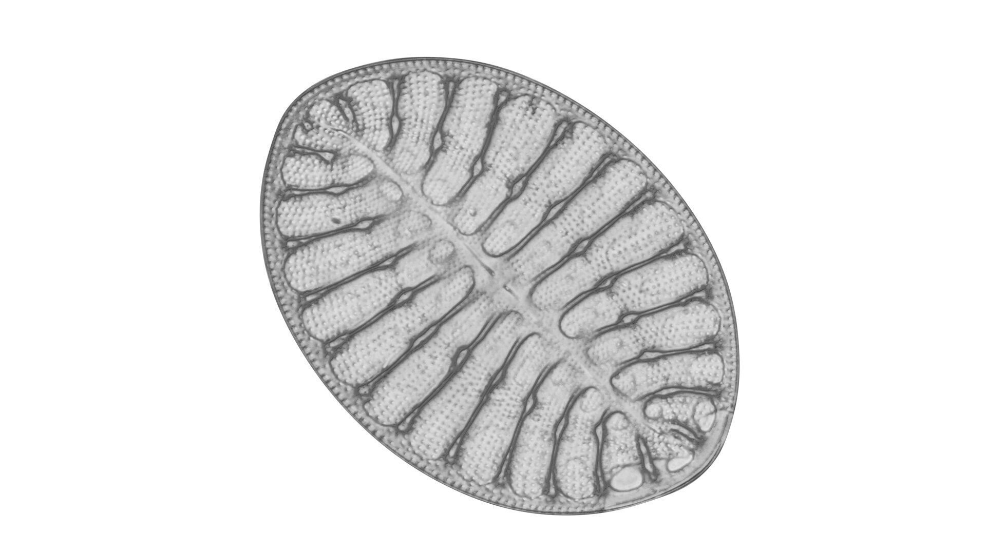 Oval Diatom 3D model_3