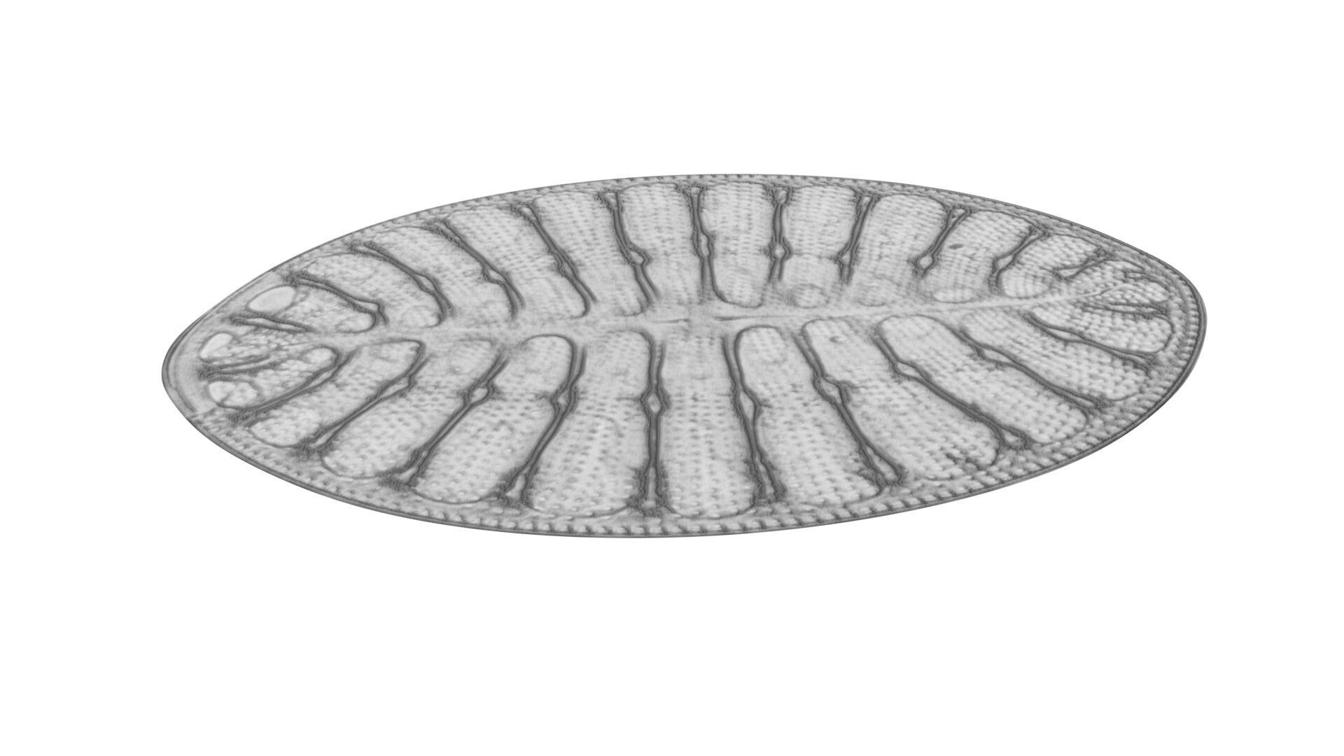 Oval Diatom 3D model_5