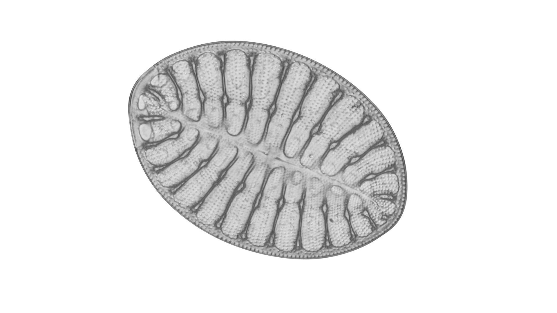 Oval Diatom 3D model_4