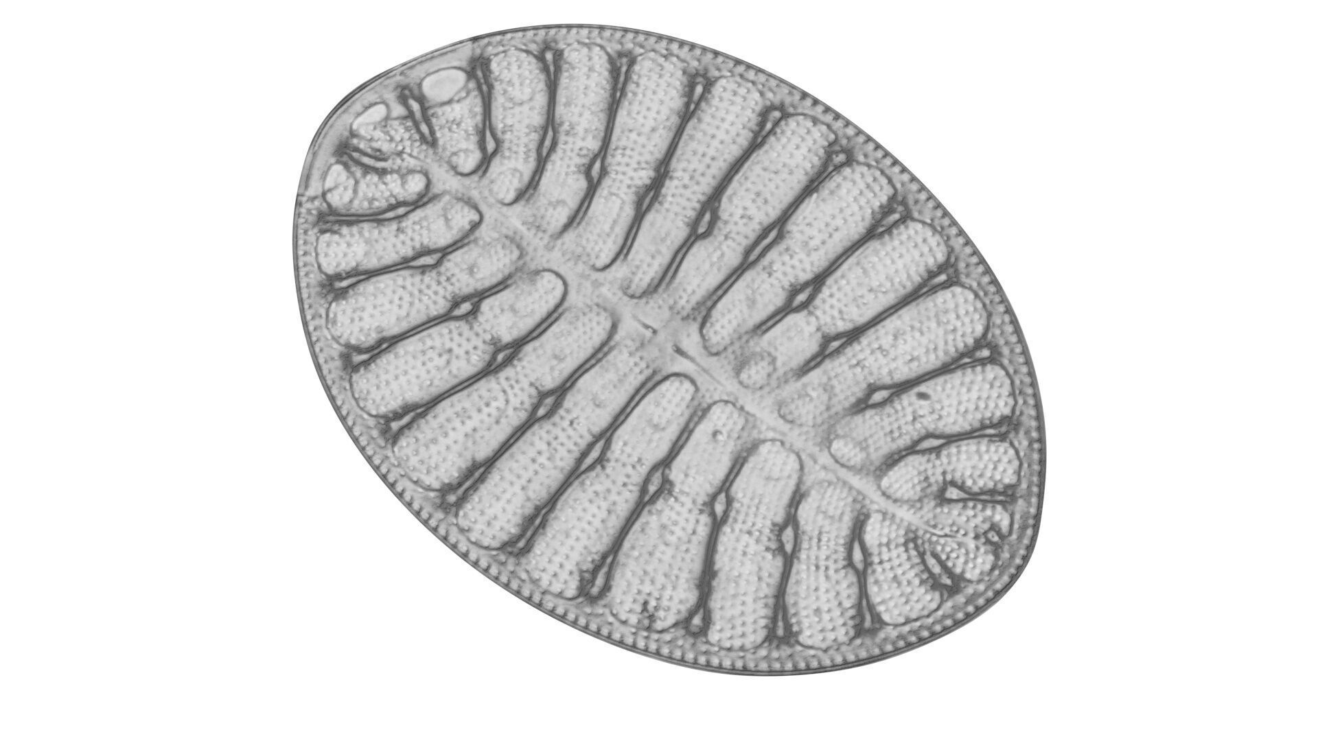 Oval Diatom 3D model_1
