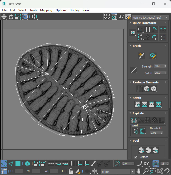 Oval Diatom 3D model_16