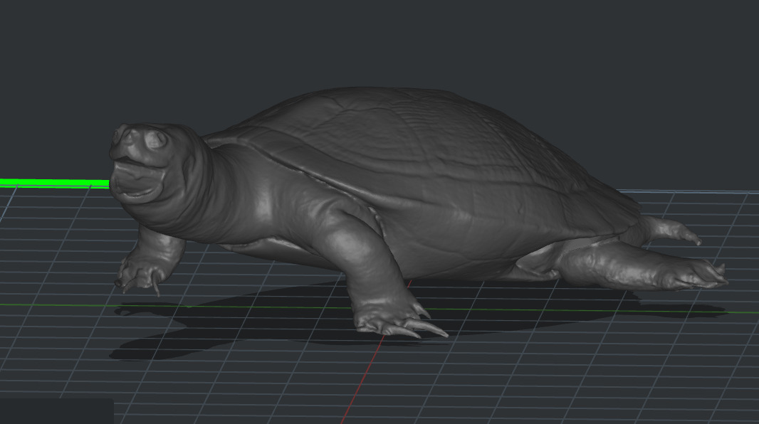Tortoise  3D print model_3