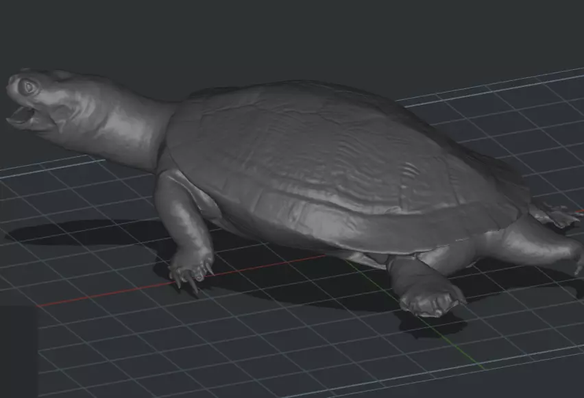 Tortoise  3D print model_0
