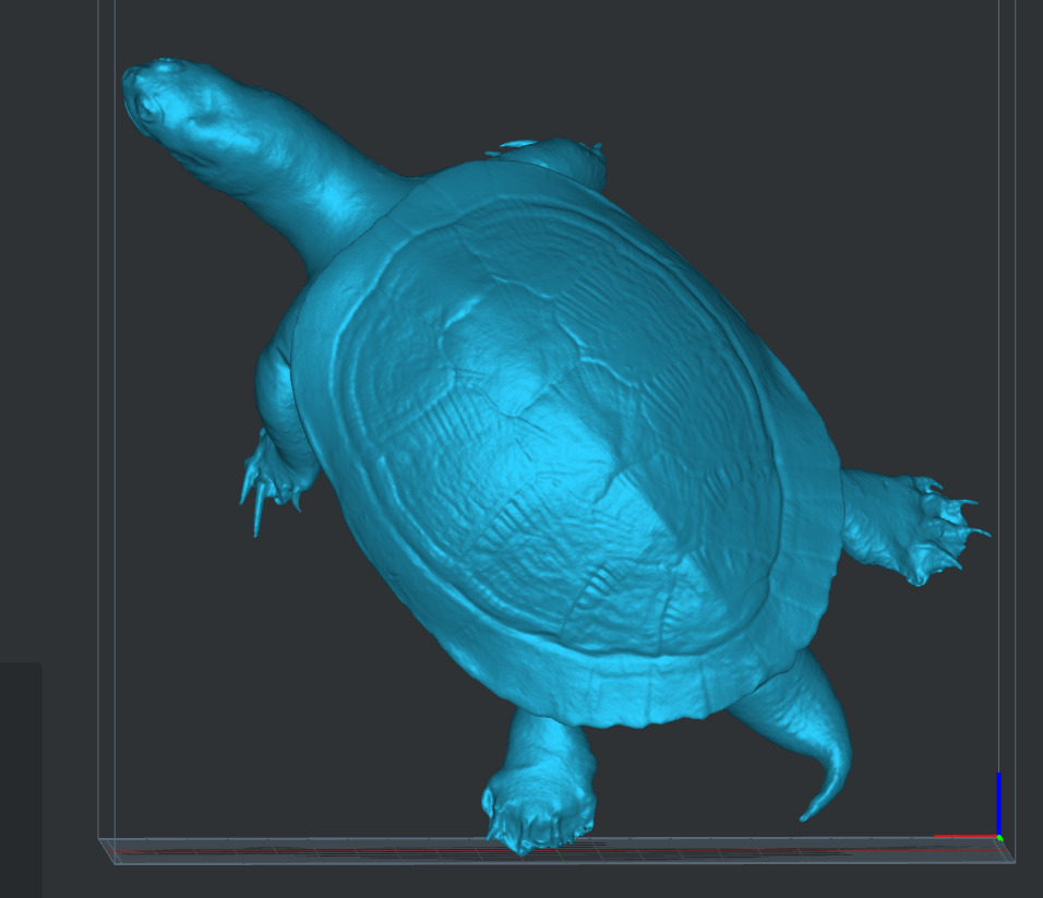 Tortoise  3D print model_1