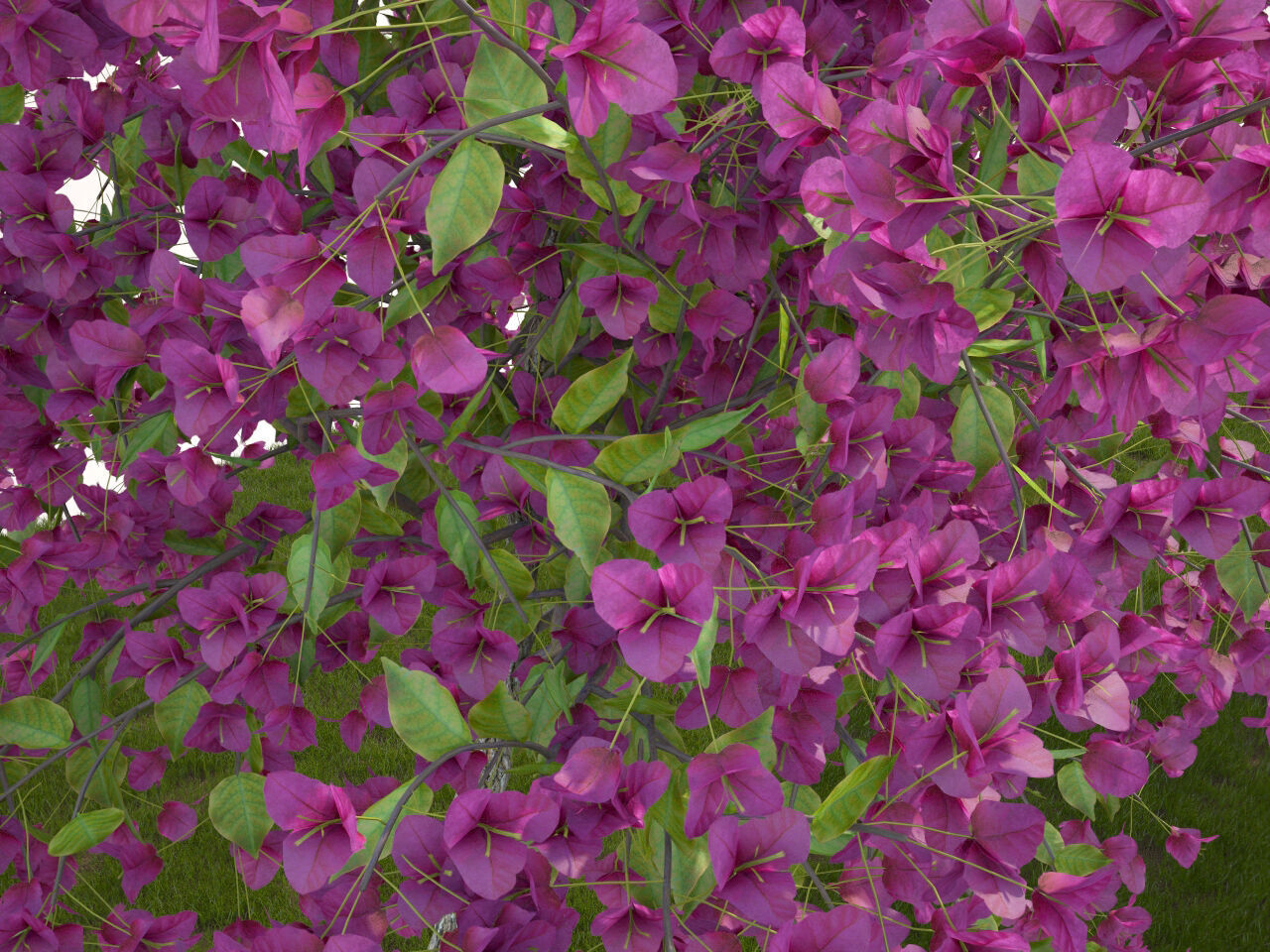 Bougainvillea glabra small tree 3D model_6