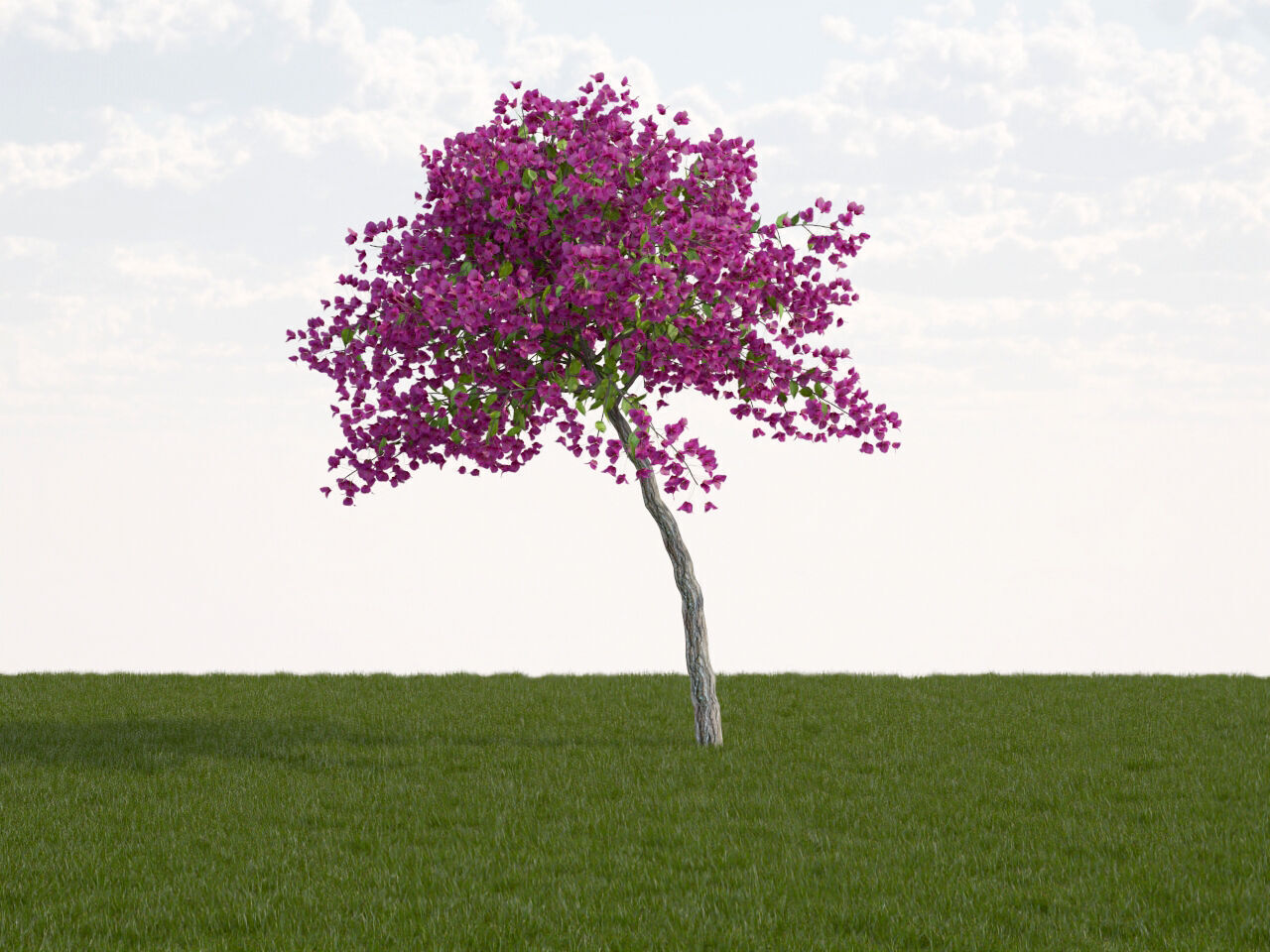 Bougainvillea glabra small tree 3D model_4