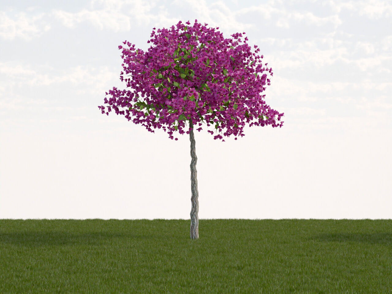 Bougainvillea glabra small tree 3D model_7
