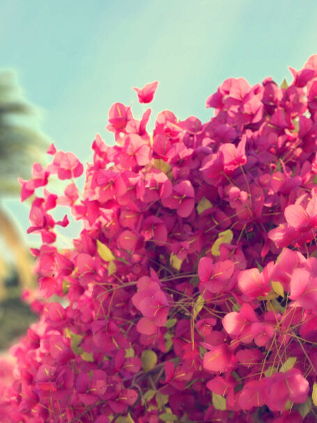 Bougainvillea glabra small tree 3D model_1