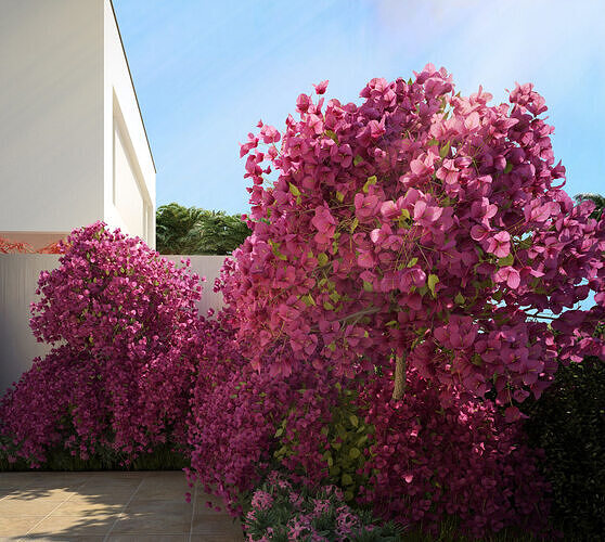 Bougainvillea glabra small tree  3D model