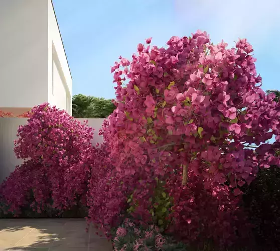 Bougainvillea glabra small tree 
