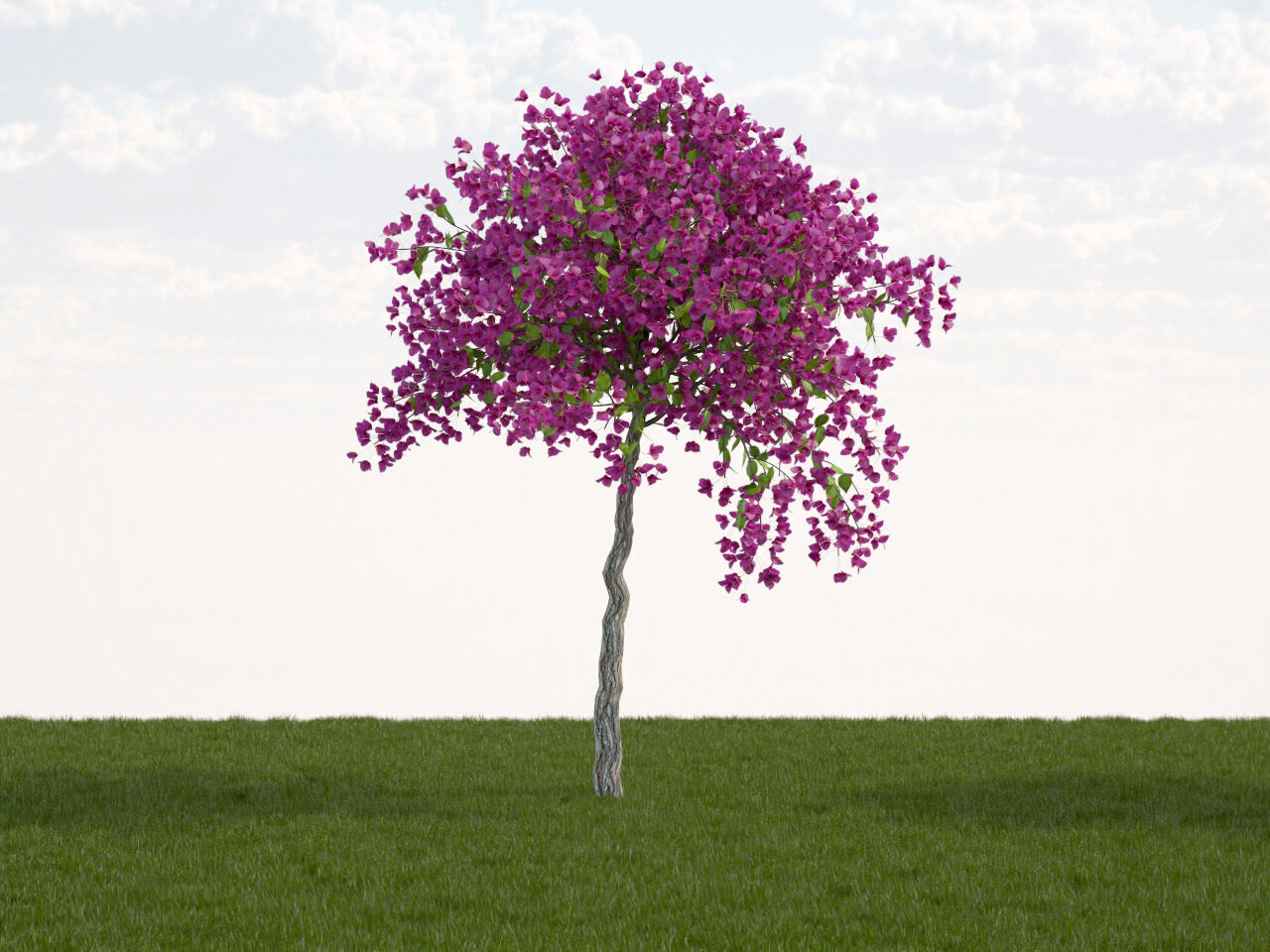 Bougainvillea glabra small tree 3D model_2