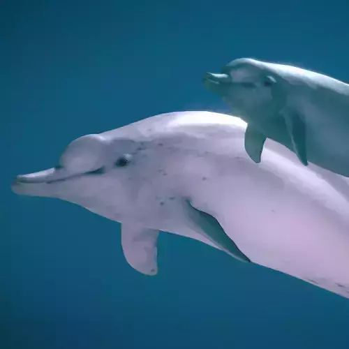 Indo-Pacific Humpback Dolphin 3D model