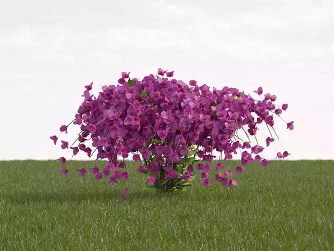 Bougainvillea glabra bush