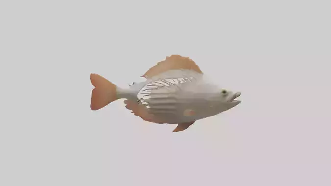 Fish Gills Model