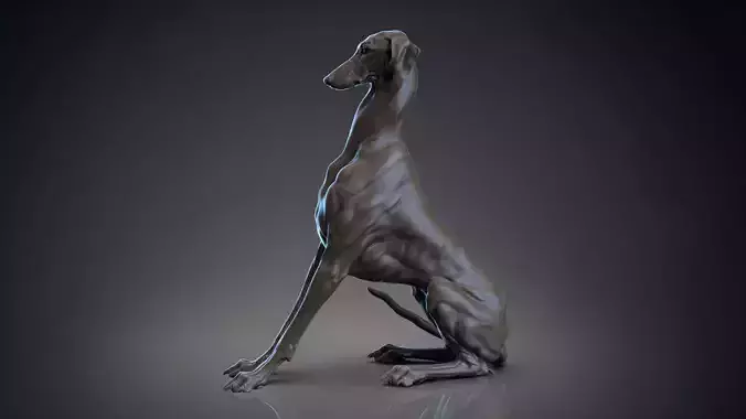 Dog Azawakh Symmetry   -  3D Sculpting