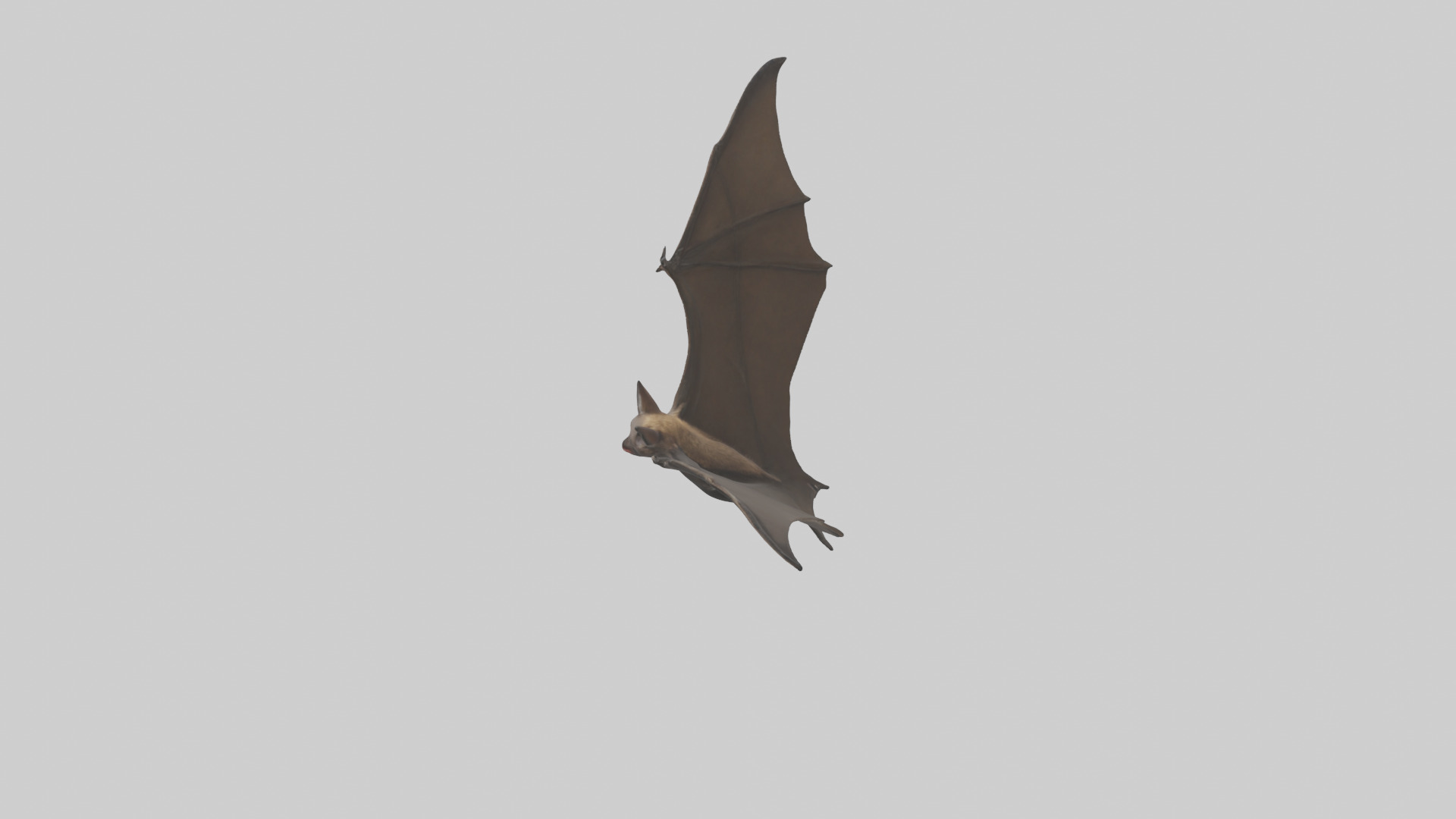 Fishing Bat flying model Low-poly 3D model_27
