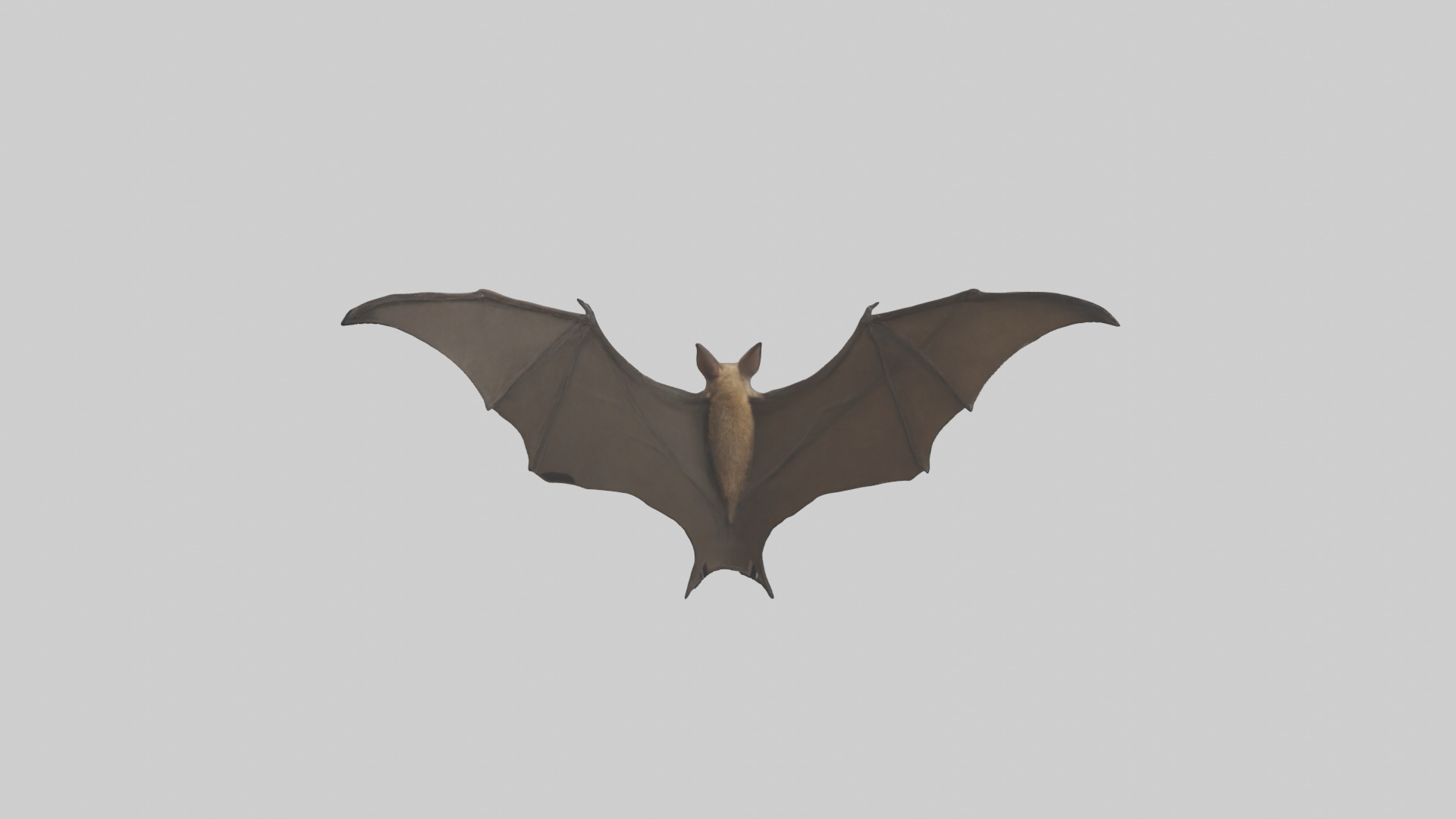 Fishing Bat flying model Low-poly 3D model_25
